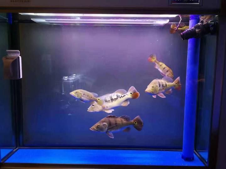 帝王三間魚和龍魚能混養嗎？