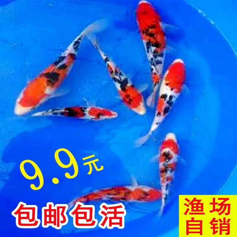 白寫錦鯉品質分級標準：農業農村部頒布《錦鯉分級白底三色類》行業標準