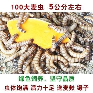 龍魚(yú)長(zhǎng)期喂大麥蟲(chóng)會(huì)死嗎：龍魚(yú)長(zhǎng)期喂大麥蟲(chóng)會(huì)死嗎，