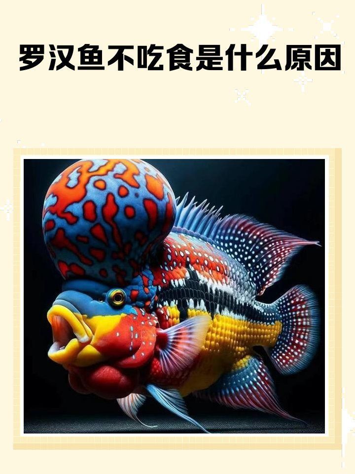 羅漢魚不進貨最怕三個東西