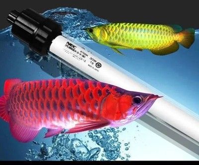 紅龍魚誘色燈圖片：紅龍魚的誘色燈選擇和使用
