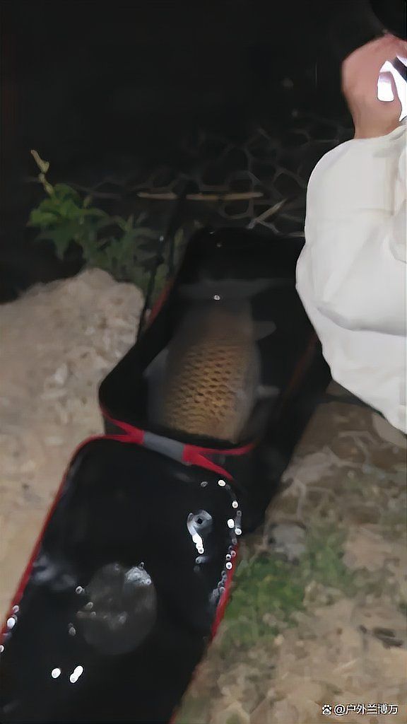 六七斤鯉魚一只多少斤