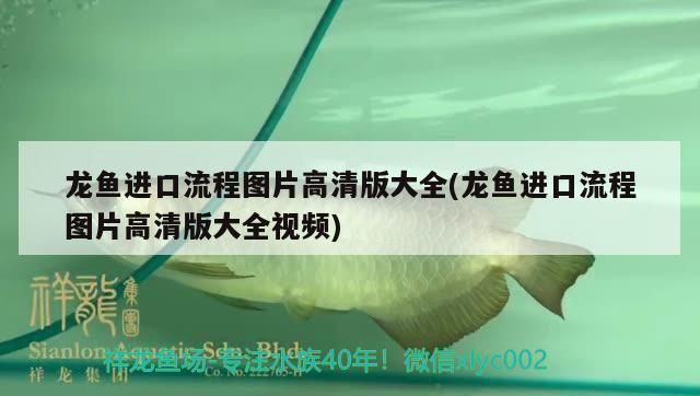 龍魚進口流程圖片高清：關(guān)于龍魚進口流程的圖片