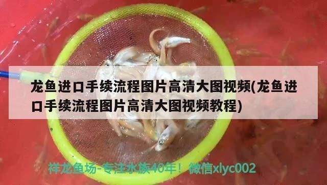 龍魚進口流程圖片高清：關(guān)于龍魚進口流程的圖片