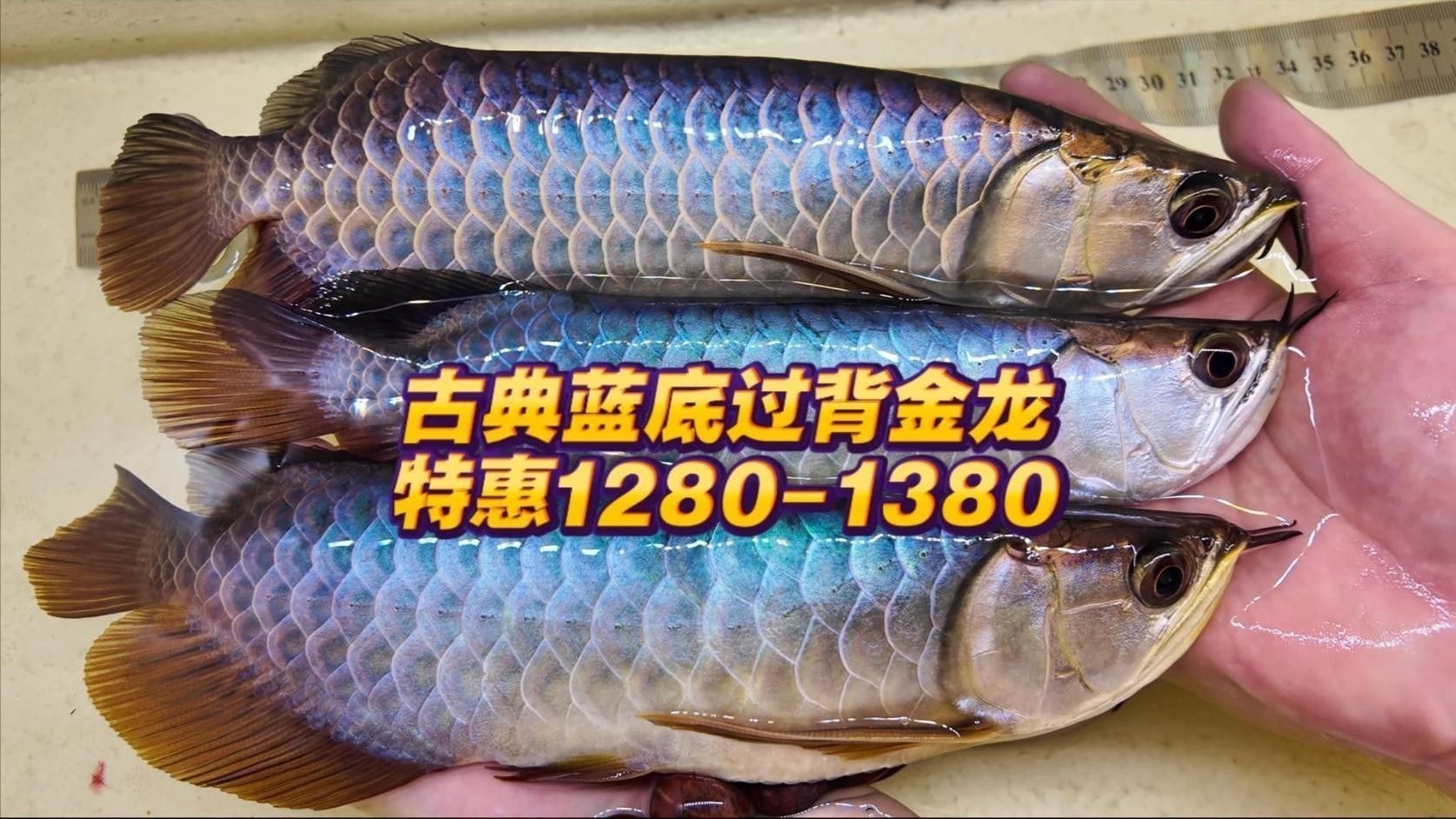 有哪些著名的古典藍過背金龍魚品種？