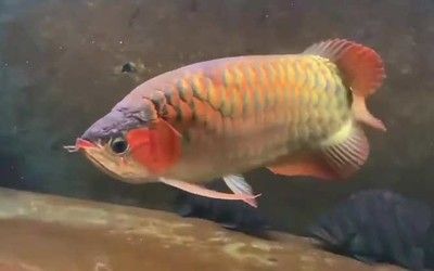 金龍魚苗多久養成大魚【金龍魚的壽命是多久？】 金龍魚苗多久養成大魚【金龍魚的壽命是多久？】 龍魚百科 第4張