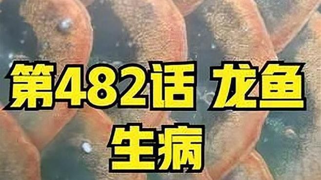 有哪些藥物可以幫助龍魚恢復？