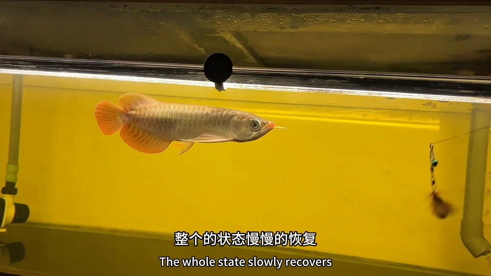 有哪些藥物可以幫助龍魚恢復？