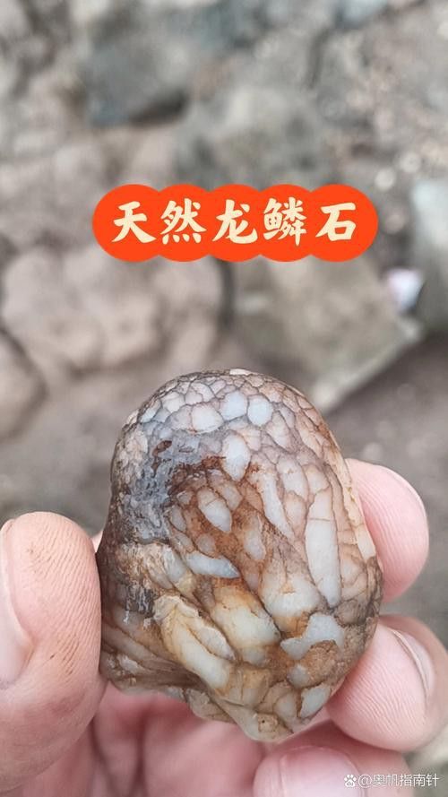 寶石龍魚金質(zhì)