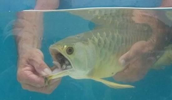 金龍魚尺寸怎么量出來：給小金魚是怎么量尺寸的360問答10.8升金龍魚尺寸 金龍魚尺寸怎么量出來：給小金魚是怎么量尺寸的360問答10.8升金龍魚尺寸 龍魚百科 第6張