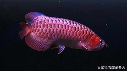 熱帶魚龍魚價(jià)格多少：熱帶魚龍魚價(jià)格一般多少