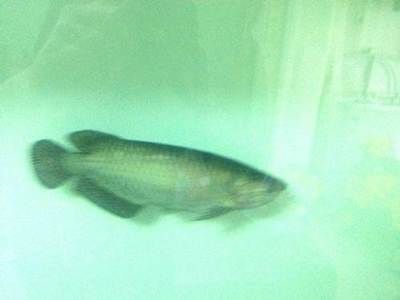 金龍魚長白點怎么治療好：金龍魚長白點怎么治療