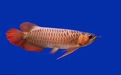 龍魚都喂什么食物（幼年龍魚喂食技巧：龍魚喂養技巧，龍魚活餌喂養技巧）