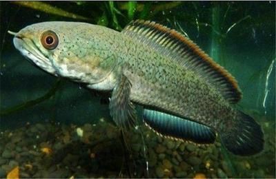 給龍魚做手術麻藥用量大嗎