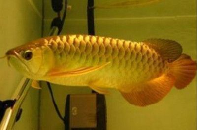龍魚的龍須斷了怎么辦啊：對于龍魚的龍須斷了的問題