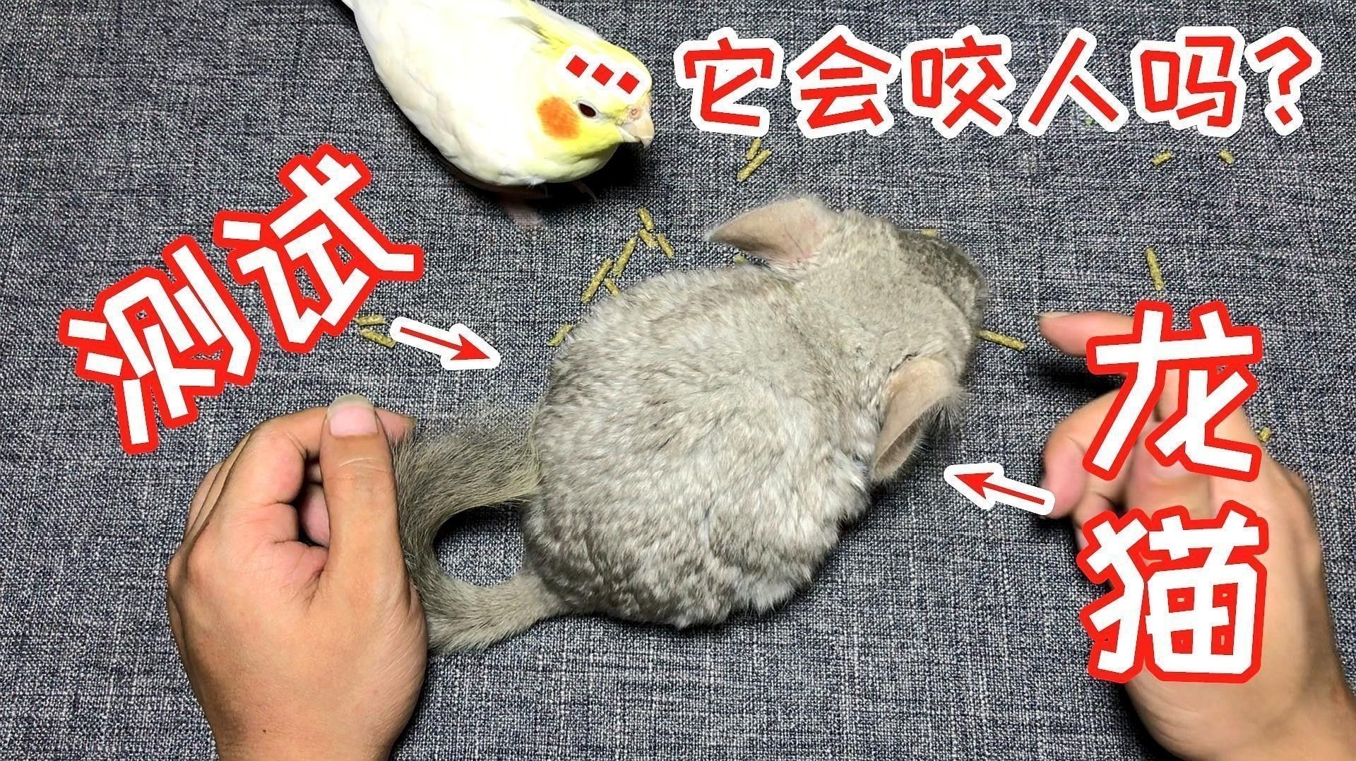 龍貓咬人后應該如何處理？