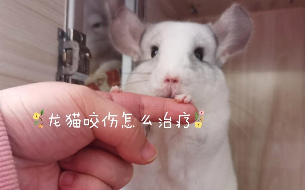 龍貓咬人后應(yīng)該如何處理？