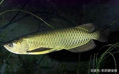 龍魚(yú)吃什么食物最好：龍魚(yú)的最佳食物選擇