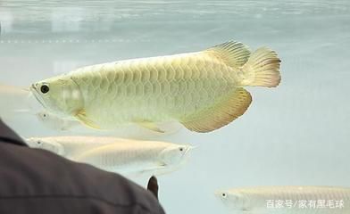 龍魚掉眼什么樣的好：龍魚掉眼影響壽命嗎