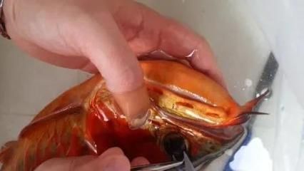 為什么要給龍魚眼睛做手術：龍魚掉眼怎么辦？