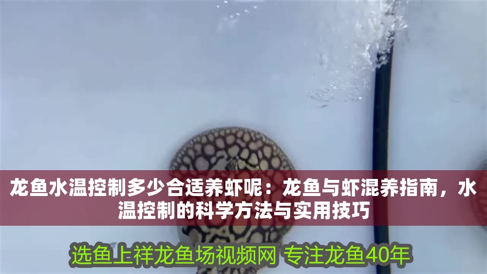 龍魚水溫控制多少合適養蝦呢：龍魚與蝦混養指南，水溫控制的科學方法與實用技巧