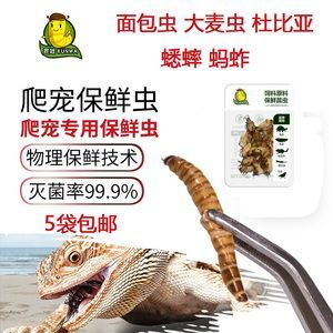 龍魚對大麥蟲和蝦的偏好及其影響（長期喂食大麥蟲對龍魚的健康產生不利影響產生不利影響）