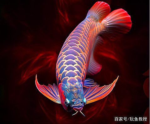 大的紅龍魚(yú)多少錢(qián)