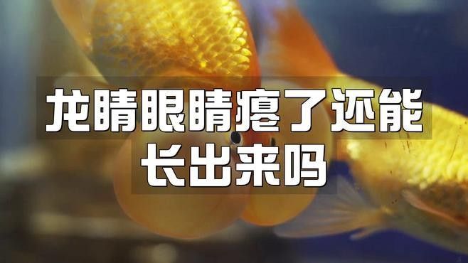 龍魚凹眼治療方案
