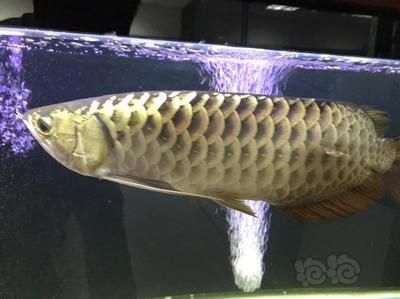 龍魚一年能長多少：如何判斷龍魚的生長速度 龍魚一年能長多少：如何判斷龍魚的生長速度 龍魚百科 第1張