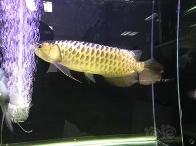 龍魚一年能長多少：如何判斷龍魚的生長速度 龍魚一年能長多少：如何判斷龍魚的生長速度 龍魚百科 第2張