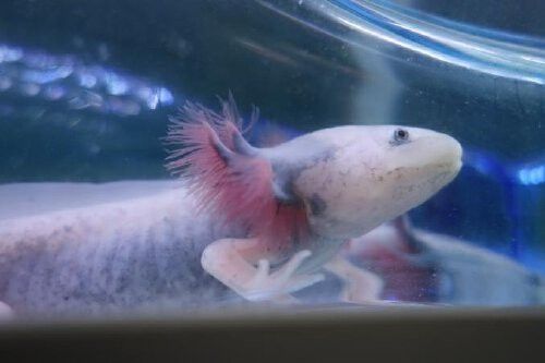 六角恐龍魚繁殖期間需要多長時間
