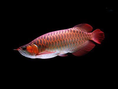 紅龍魚挑選幼苗的方法（怎樣挑選紅龍魚幼苗）