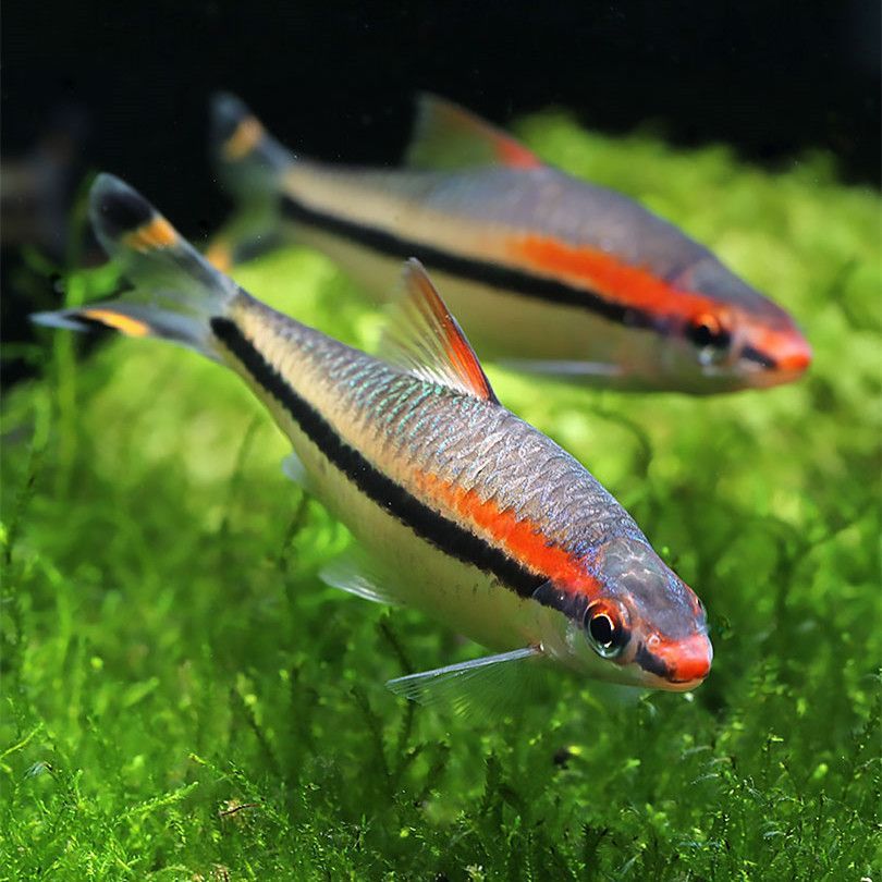 三湖慈鯛和曼龍魚（三湖慈鯛和曼龍魚在生活環境和飼養要求上有不同的不同）