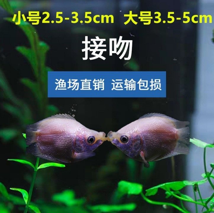 三湖慈鯛和曼龍魚（三湖慈鯛和曼龍魚在生活環境和飼養要求上有不同的不同）