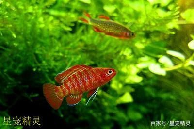 幼龍魚新手養殖：小型龍魚苗批發價格是多少