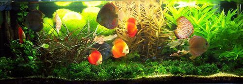 龍魚如何避免吊眼病害：如何避免龍魚吊眼病害