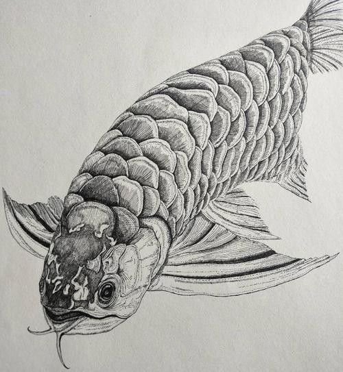 龍魚素描圖片大全大圖簡單
