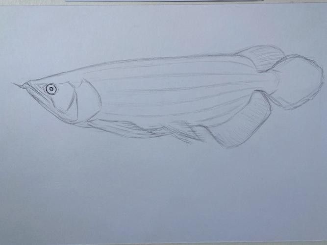 龍魚素描圖片大全大圖簡單