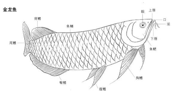 龍魚素描圖片大全大圖簡單