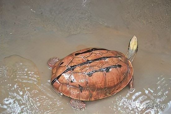 龍魚缸背景圖片帖什么樣的