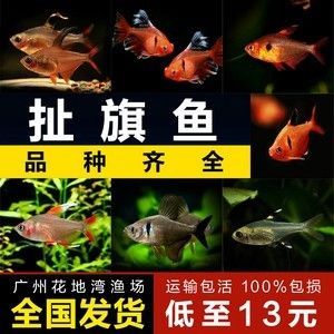 龍魚至少需要多大的魚缸才能養：龍魚養殖的常見問題龍魚養殖技巧龍魚養殖的注意事項