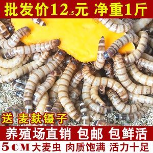 龍魚吃黃粉蟲還是大麥蟲：黃粉蟲（面包蟲）和大麥蟲的一些相關信息缺點