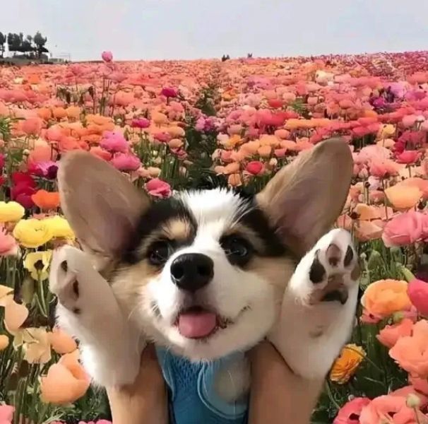 金龍魚掛件的寓意