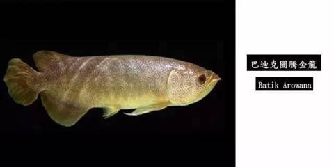 哪種龍魚最值錢的魚類（世界上最值錢的龍魚品種：血紅龍魚、紅龍魚、星點龍魚）