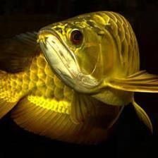 哪種龍魚最值錢的魚類（世界上最值錢的龍魚品種：血紅龍魚、紅龍魚、星點龍魚）