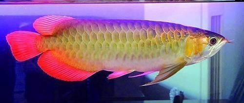 中國(guó)最貴金龍魚7000萬(wàn)：中國(guó)最貴的金龍魚7000萬(wàn)