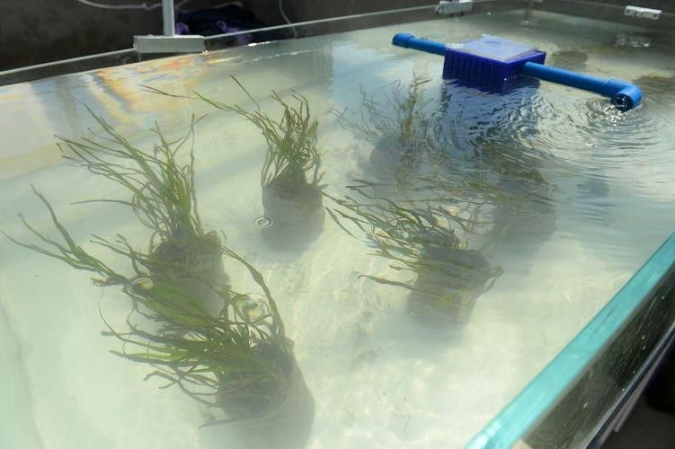 虎斑恐龍魚飼養技巧和方法圖解