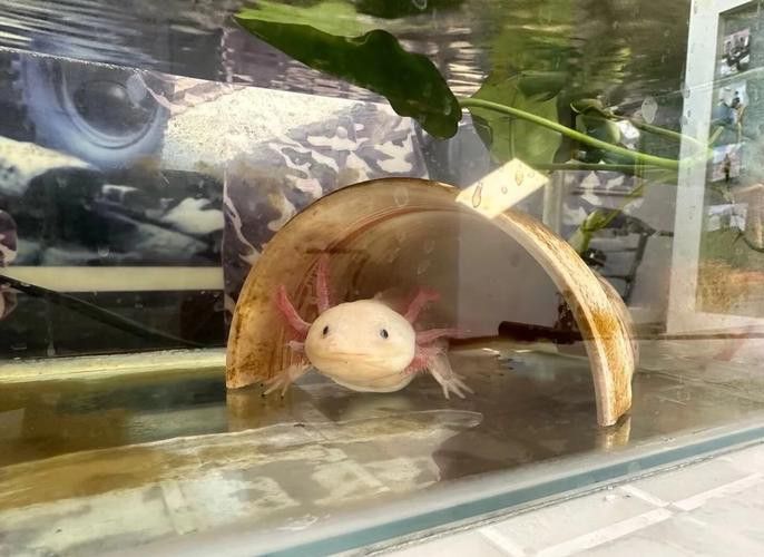 虎斑恐龍魚飼養技巧和方法圖解