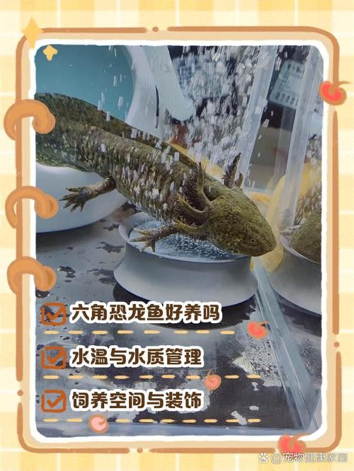 虎斑恐龍魚飼養技巧和方法圖解