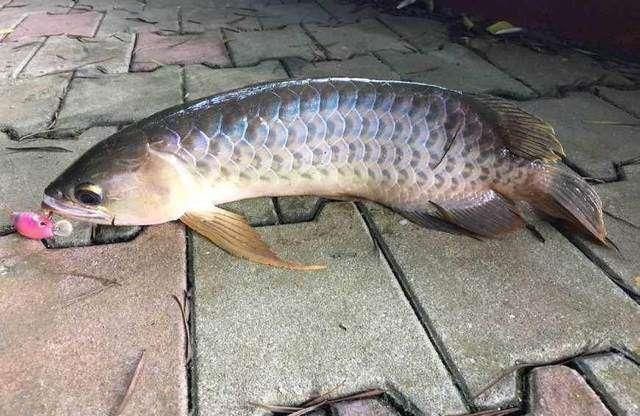 龍魚吃什么上色快又好看視頻：如何幫助龍魚上色
